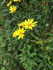 Silphium asteriscus trifoliatum