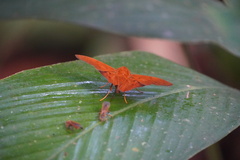 Dyscophellus diaphorus