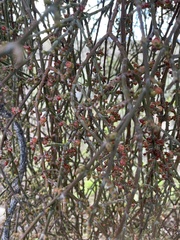 Phoradendron californicum
