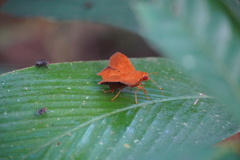 Dyscophellus diaphorus