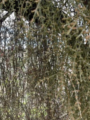 Phoradendron californicum