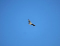 Buteo japonicus