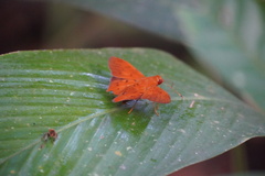 Dyscophellus diaphorus