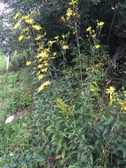 Silphium asteriscus trifoliatum
