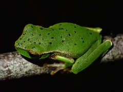Ranoidea barringtonensis