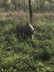 Rhinoceros unicornis