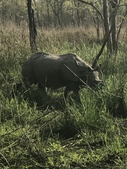 Rhinoceros unicornis