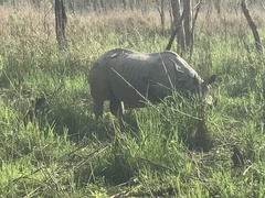 Rhinoceros unicornis