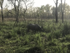 Rhinoceros unicornis