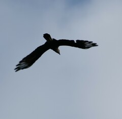 Caracara