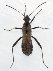 Alydus conspersus