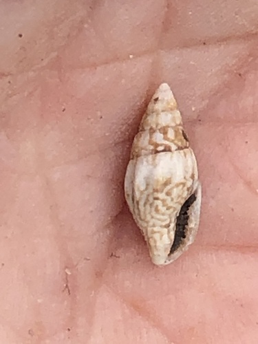 Costoanachis semiplicata observed 2023-01-20