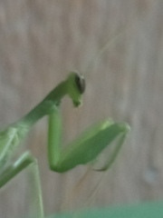 Photiomantis