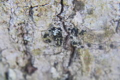 Caliciaceae