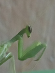 Photiomantis