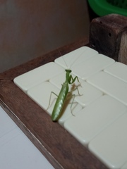 Photiomantis