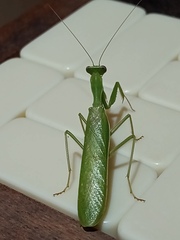 Photiomantis