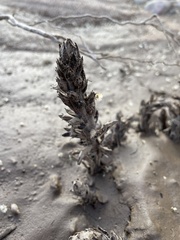 Aphyllon cooperi
