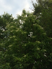 Oxydendrum