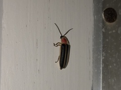 Photinus pyralis