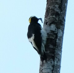 Melanerpes cruentatus