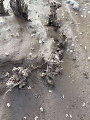Aphyllon cooperi