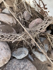 Cylindropuntia bigelovii