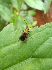 Neolema dorsalis