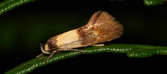 Oecophoridae