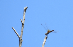 Aethriamanta nymphaeae