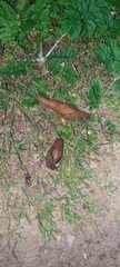Drusia valenciennii