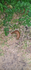 Drusia valenciennii