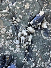 Pollicipes polymerus