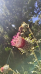 Cirsium subcoriaceum