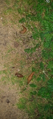 Drusia valenciennii