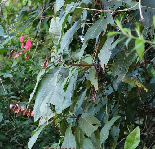 Image of Warszewiczia coccinea by (c) agujaceratops, some rights reserved (CC BY)