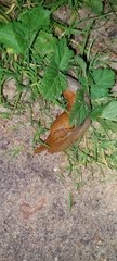 Drusia valenciennii
