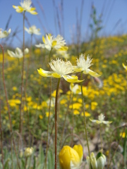 Platystemon californicus