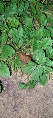 Drusia valenciennii