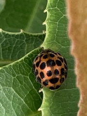 Henosepilachna vigintisexpunctata