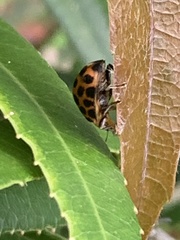 Henosepilachna vigintisexpunctata