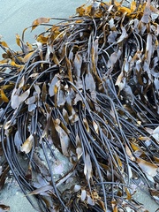 Laminaria sinclairii