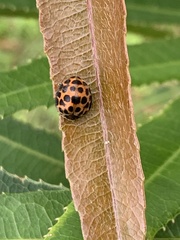 Henosepilachna vigintisexpunctata