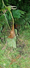 Drusia valenciennii