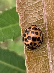 Henosepilachna vigintisexpunctata