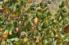 Crataegus chrysocarpa