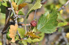 Crataegus chrysocarpa