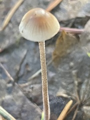 Mycena amicta