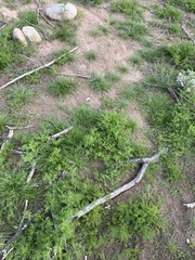 Oncosiphon pilulifer