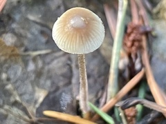 Mycena amicta
